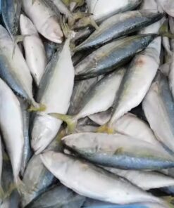 Frozen Mackerel Fish