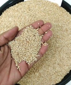Sesame Seed